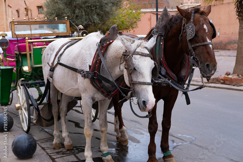 Tourists and locals ride in horse-drawn carriages through vibrant streets Marrakech, authentic and lively city life African kingdom Morocco, Authentic experience © kittyfly
