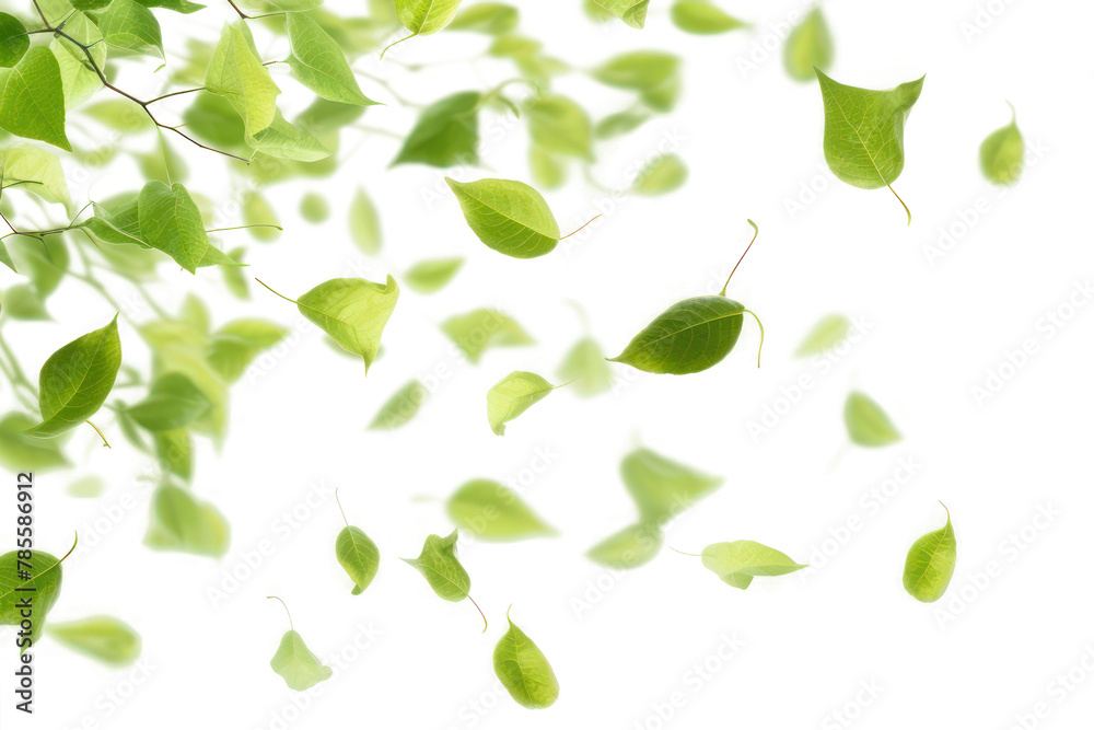 PNG Green leaves falling backgrounds plant leaf