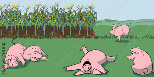 Pigs lying and laughing on the grass and running in a pasture whit a cornfield in the background in a clear summer day, very happy with animal welfare