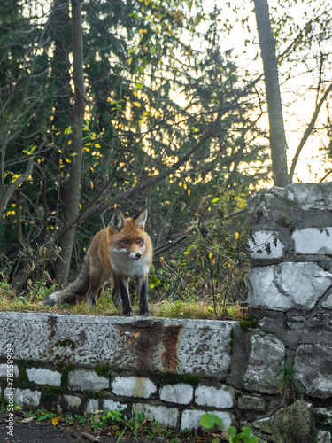 A young fox with furry tail starring at the camera while asking for food. The fox stays on a fence made of stone, in front of some trees at twilight.
