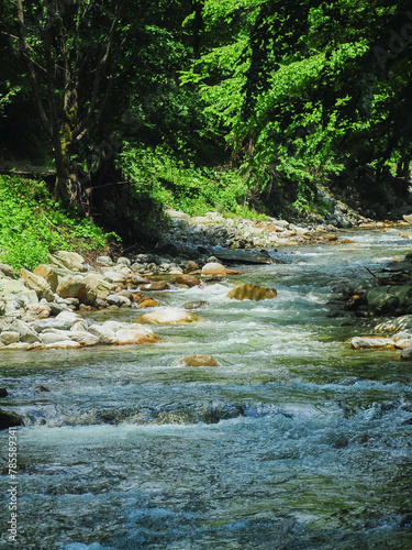 A mountain river rapidly flowing over a stony watercourse, along a beech forest. Luxuriant vegetation in summer with lots of flowers. Sunlight reflects in the water. Carpathia. photo