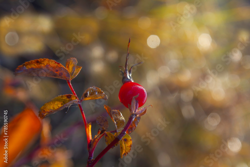 Rosehip berry on a branch with yellowing leaves with  bokeh in the background