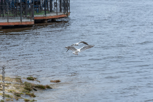 Two rivergull soars high above the water. Common gulls fly wings spread wide on the wind. Birdlife in wild nature in river. Freedom concept. photo