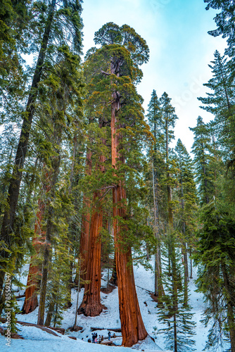 Sequoia trees surrounded by snow