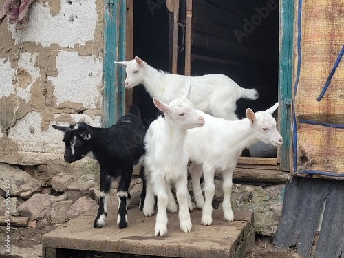 Little funny goats play in the farmyard. livestock