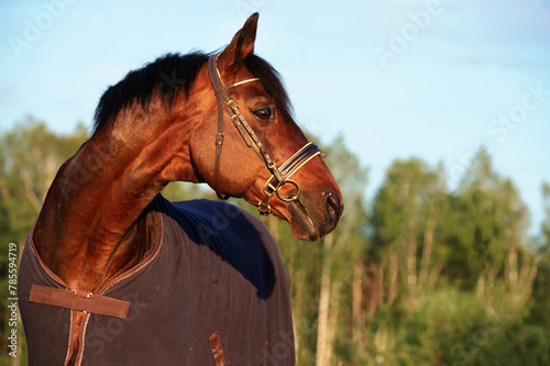 portrait of bay  sportive stallion  horse in cover blanket at summer evening