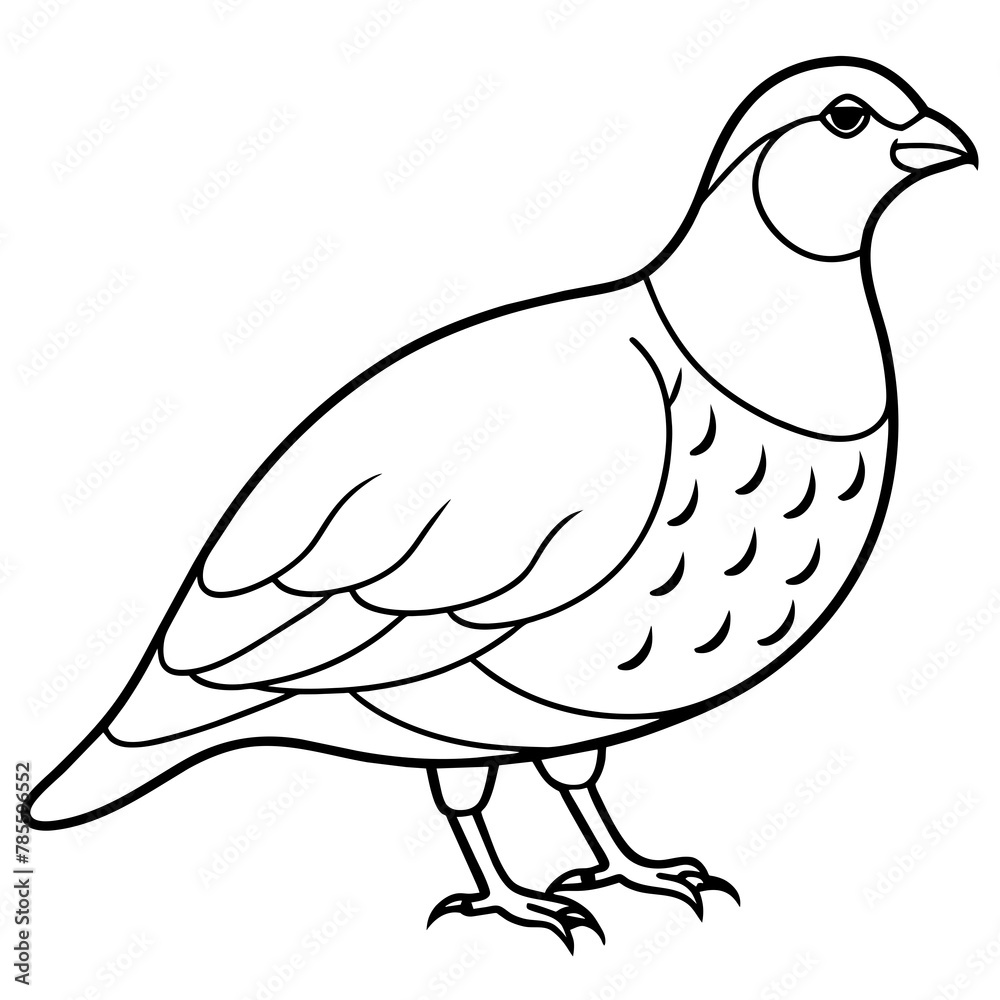 white dove isolated on white white dove isolated on white