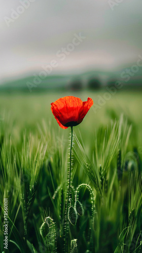 A single red poppy blooms amidst a field of green grass, symbolizing remembrance day. 