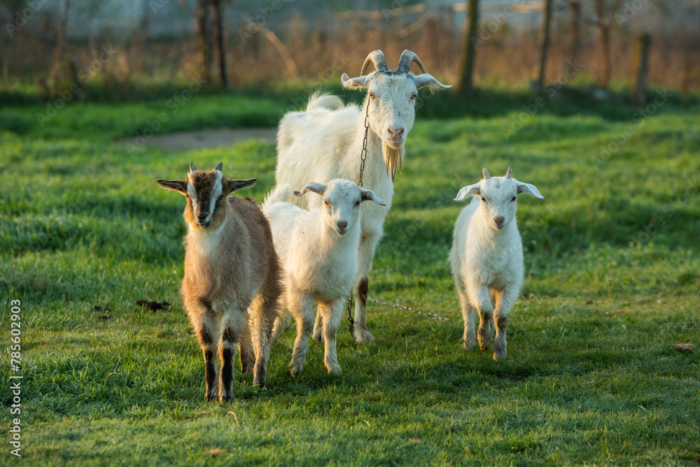 Obraz premium Mother goat with little goats graze green grass in the country. Domestic animals in the country.
