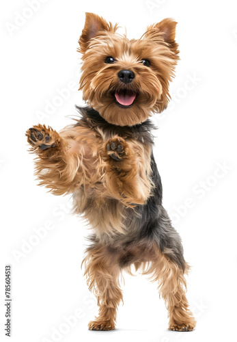 Cute yorkshire terrier dog doing standing trick on isolated background