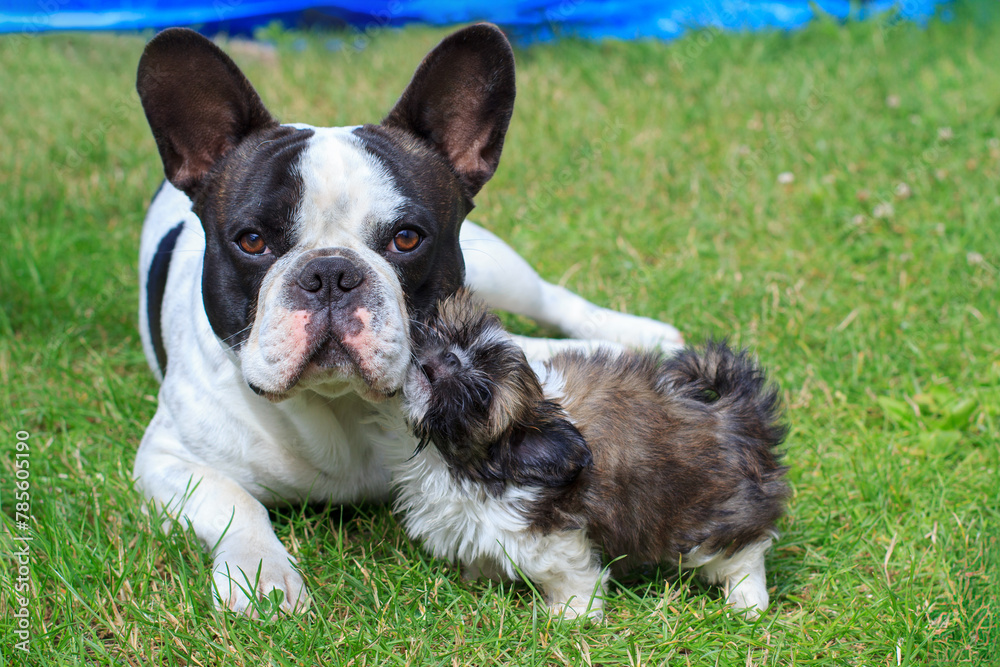 French bulldog and shih tzu puppy playing in the garden