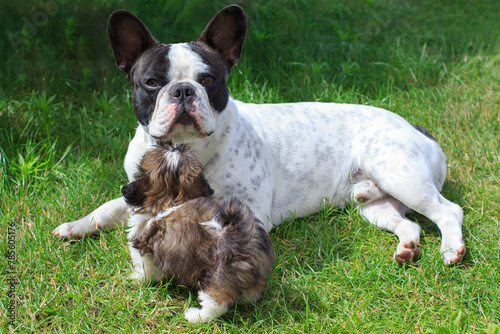 Obraz na płótnie French bulldog and shih tzu puppy playing in the garden w salonie