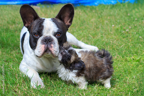 Obraz na płótnie French bulldog and shih tzu puppy playing in the garden w salonie