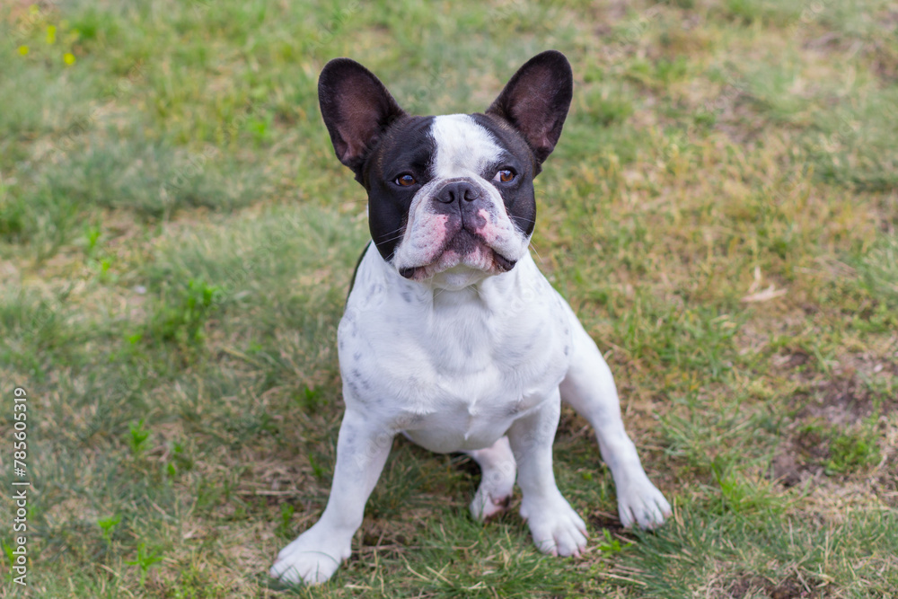 French Bulldog is resting in a sunny garden with a green lawn