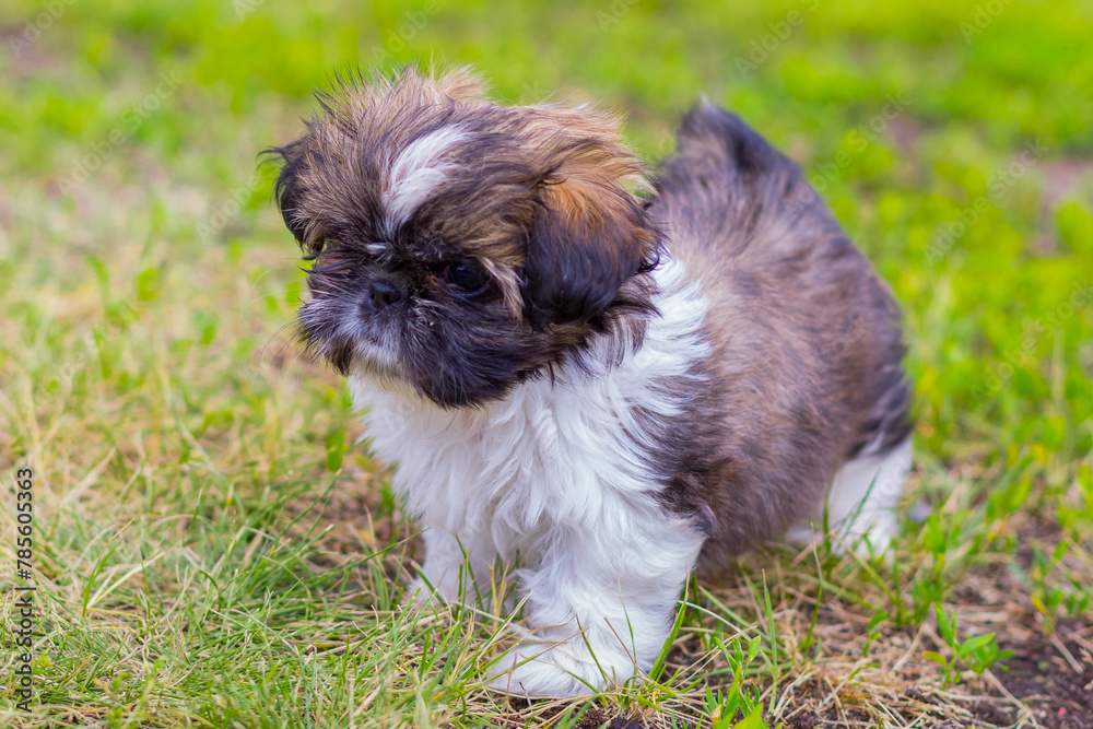 Shih tzu puppy playing in the garden