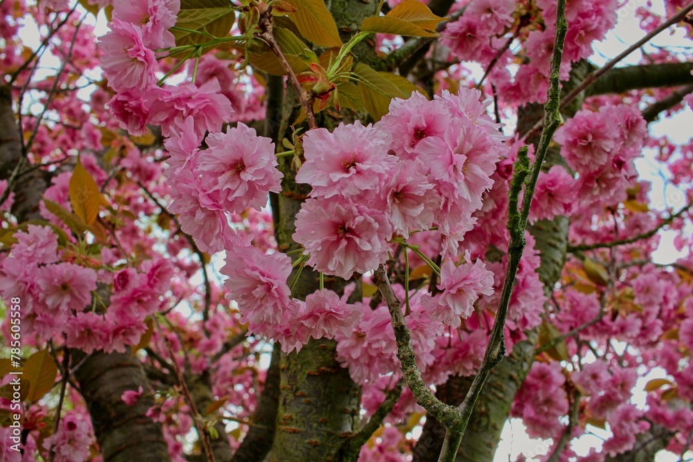 closeup of rose blossoms in a plumtree. closeup of rose blossoms in a plumtree.