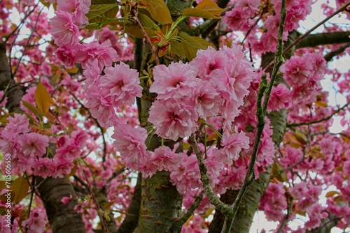 closeup of rose blossoms in a plumtree. photo
