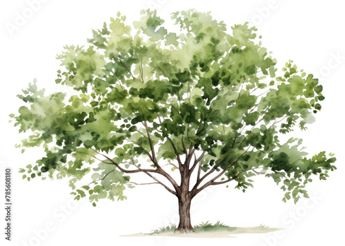 PNG Tree plant transparent background tranquility