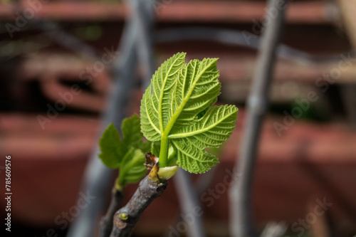 small tender fig leaf close up view sprouting on a branch
