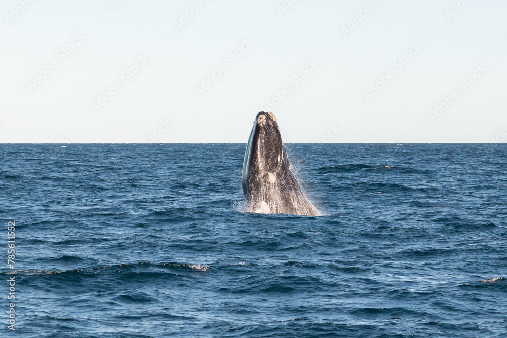 Fototapeta premium ballena en libertad, saltando en el oceano