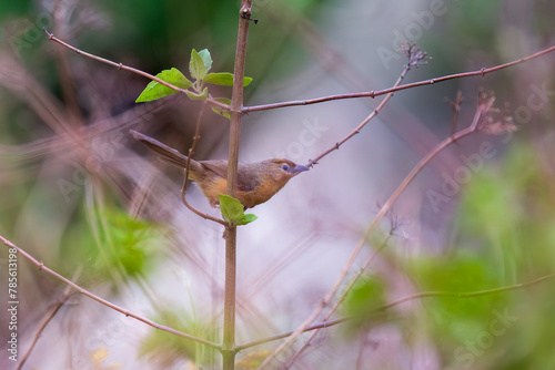 Tawny-bellied babbler or Rufous-bellied babbler (Dumetia hyperythra) at Ajodhya Hills, Purulia, West Bengal, India. photo