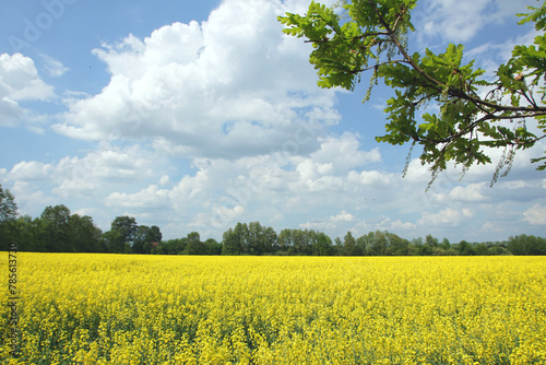 Yellow flowering rape field in Germany with dramatic blue sky and trees