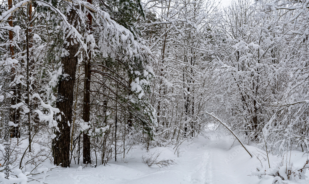 Winter snow-covered forest. Snowfall in the winter forest. Winter snow-covered forest. Snowfall in the winter forest.
