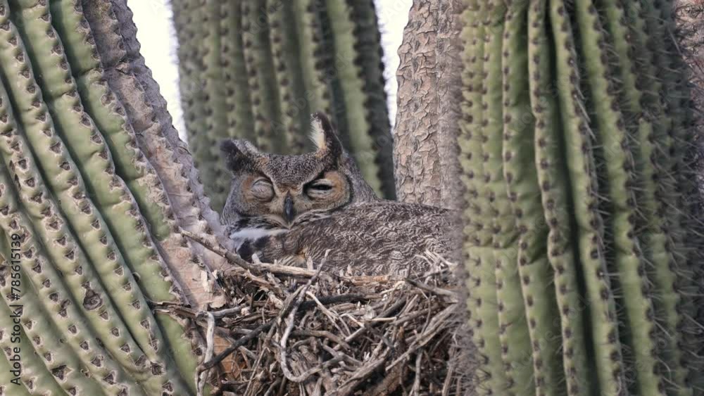 A Great Horned Owl female in her nest built on a saguaro cacti.