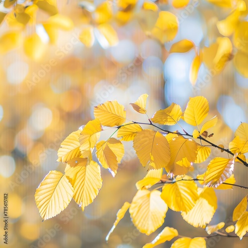 Golden Glow - Serene Autumn Backdrop with Soft Blurred Bokeh for Nature Lovers and Photography Enthusiasts