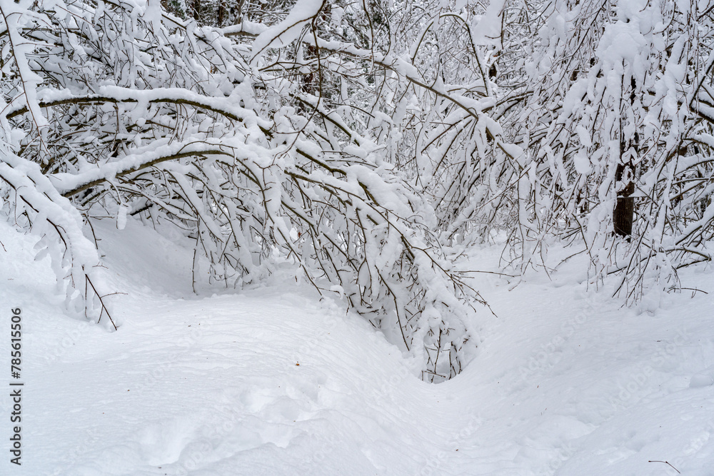 Fototapeta premium Winter snow-covered forest. Snowfall in the winter forest.