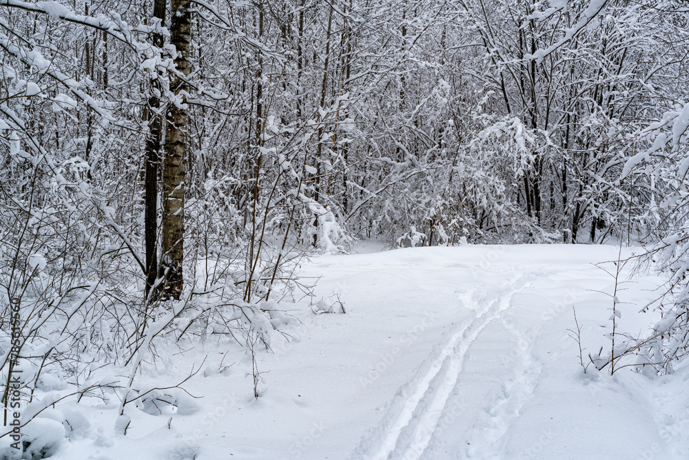 Obraz premium Winter snow-covered forest. Snowfall in the winter forest.