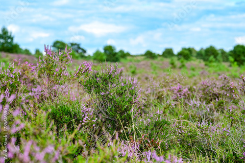 Die Lüneburger Heide zur Heideblüte, Heideblütenzeit im Sommer (August/September), Landschaft mit Heide, Wanderwege und Blüten bei blauem Himmel und Sonnenschein, Undeloh, Niedersachsen, Deutschland