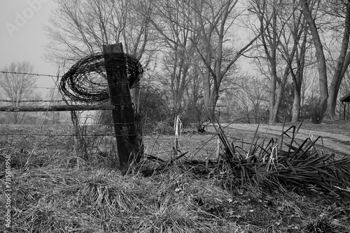 Barbed Wire Roll on a Fence Post.  A coiled barbed wire is attached to a fence post with a background of leafless trees shrouded in mist. 