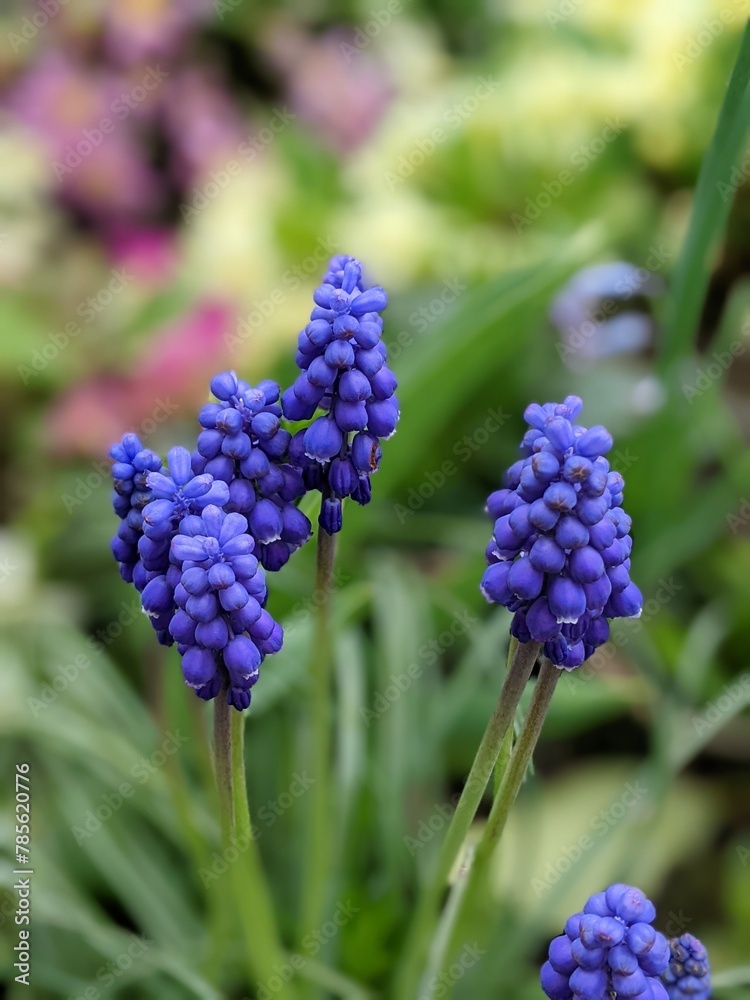Φωτογραφία Muscari flowers, Muscari armeniacum, Grape Hyacinths spring flowers blooming