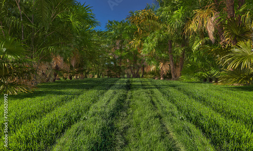 tropical palms garden field