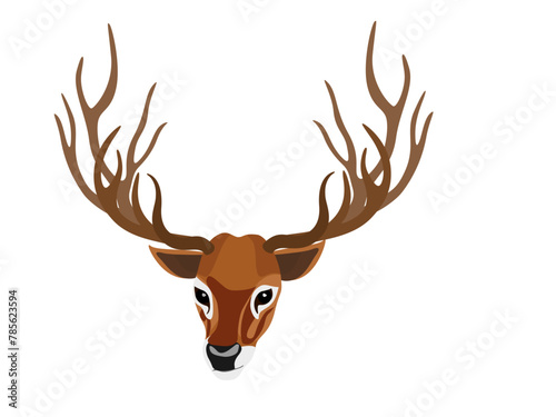 Schomburgk's deer on a white background.