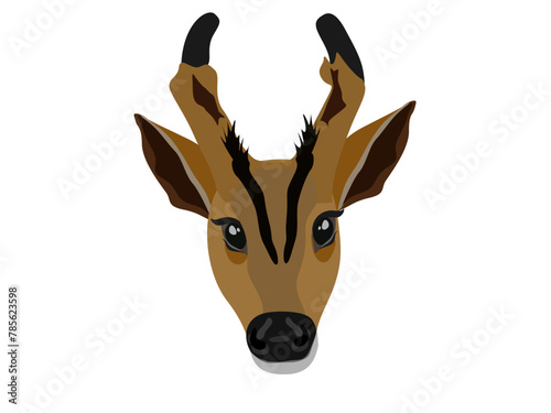 Fea's muntjac on a white background.