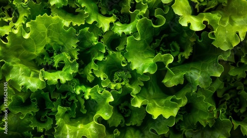 mature lettuce growing in a hydroponic farm, lush green leaves under LED grow lights