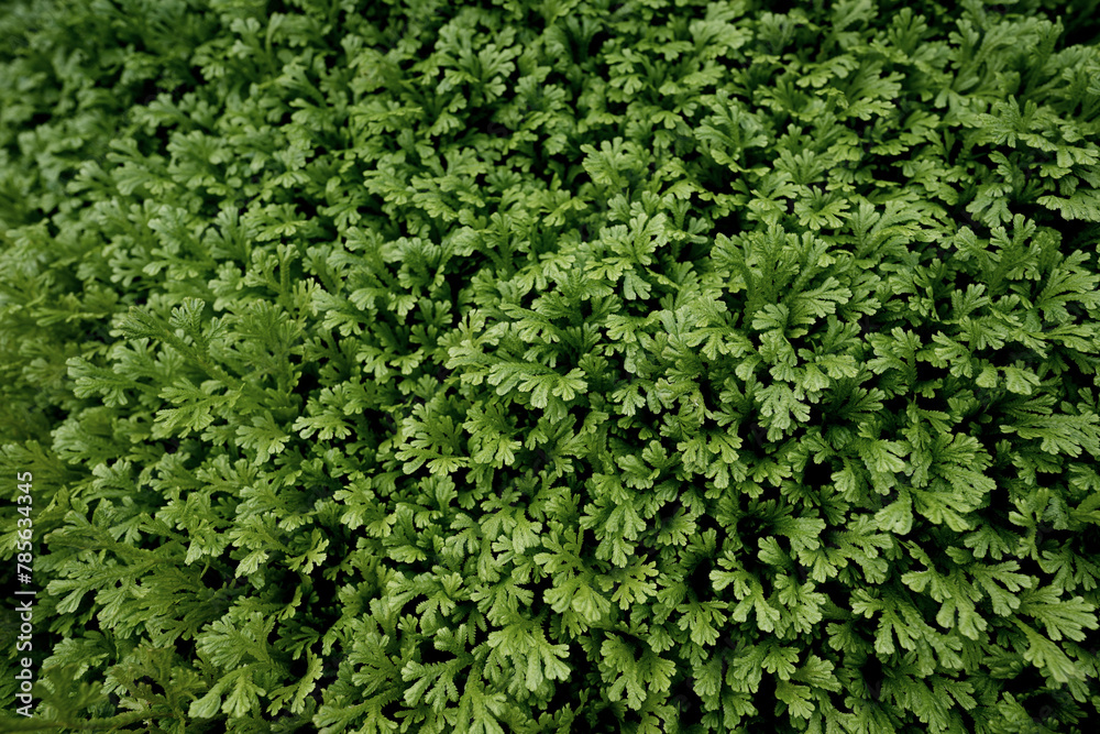 Spike Moss lush green nature background