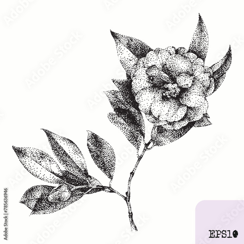 Camellia flower. Spring plant. Graphic ink drawing, pointillism technique