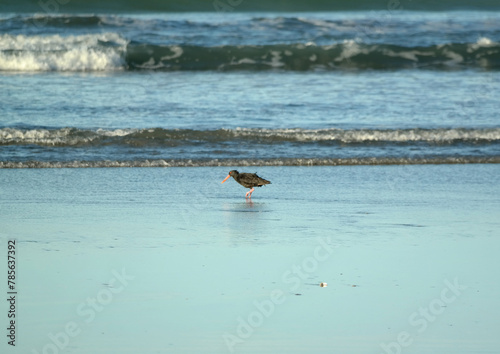 Bird standing on a beach