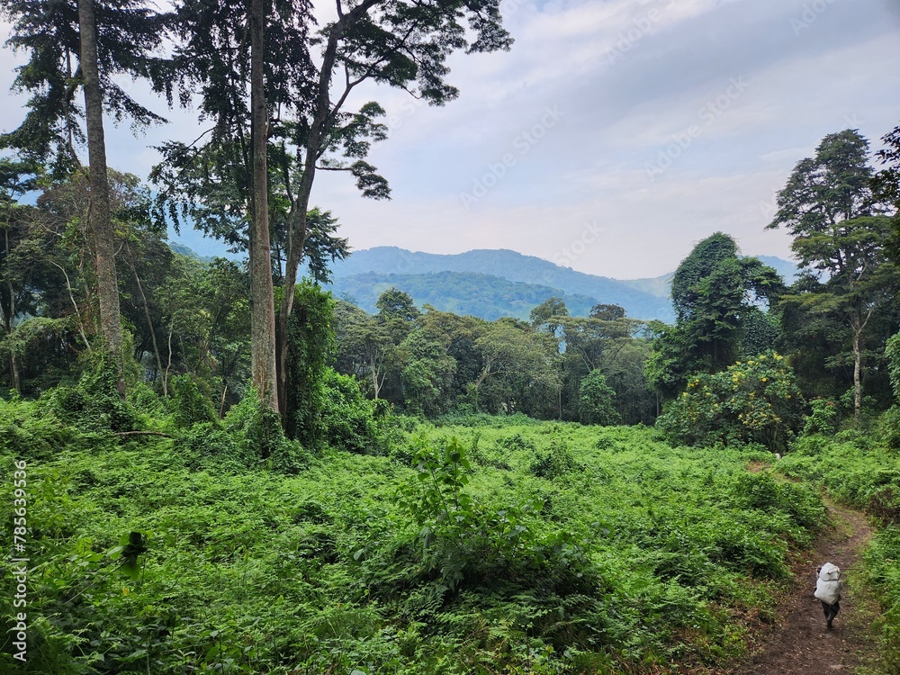 A person walks on a trail through a dense rainforest with lush greenery and tall green trees under a cloudy sky in Uganda
