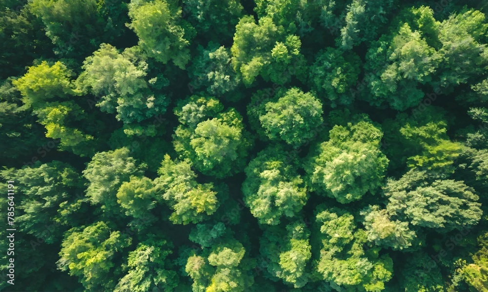 Aerial Top View Of Green Trees In Forest