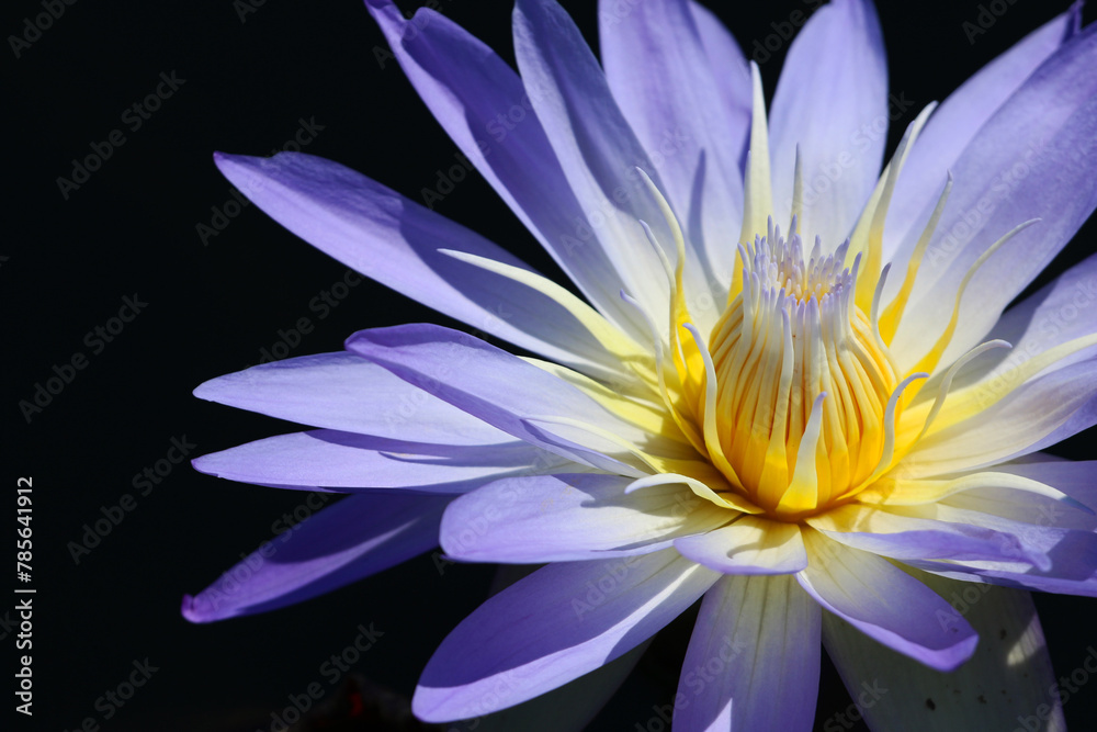 Off-center macro shot of a purple water lily in a garden pond Off-center macro shot of a purple water lily in a garden pond
