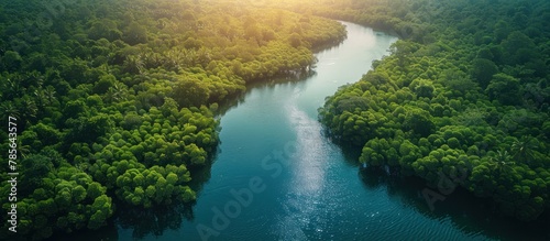 Aerial view of mangrove forest in Gambia.