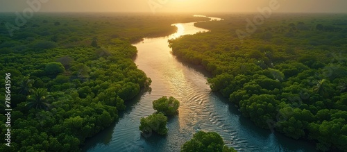 Aerial view of mangrove forest in Gambia. photo