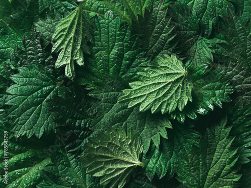 stinging nettle background texture, top view, close up