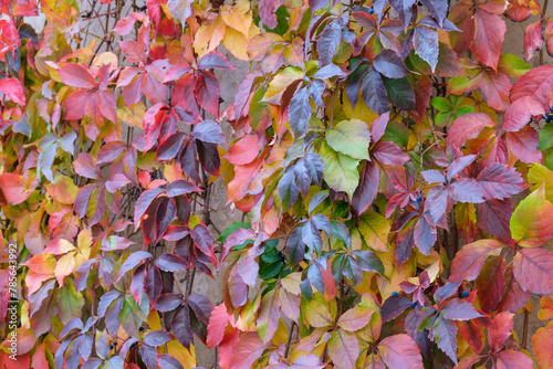 colorful autumn leaves