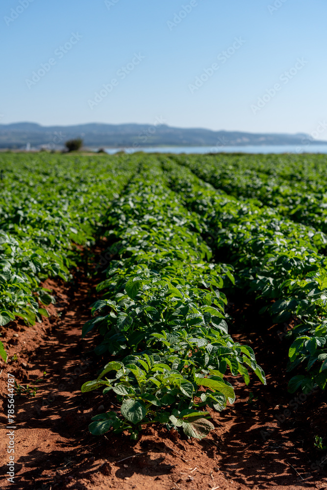 Potato plantation in the field. Agriculture industry. Growing organic vegetables. Green foliage