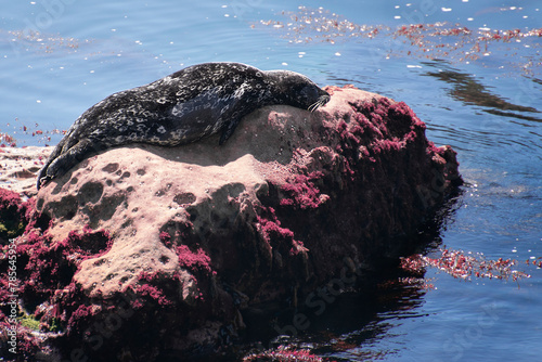 Sea Lions sleeping on the rocks of California photo